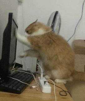 被猫咪抓了会传染吗,被猫咪抓伤了什么症状会感染