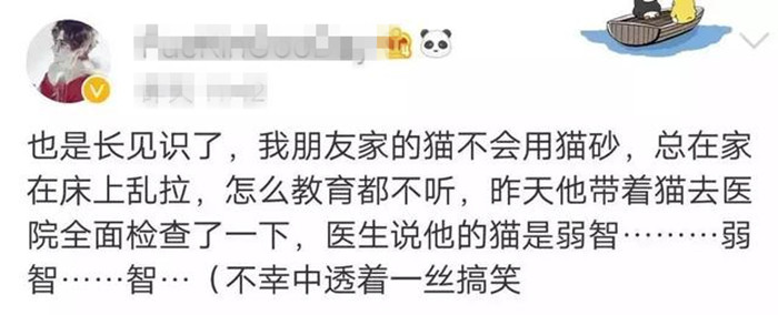猫咪有个超有情商的铲屎官,猫咪智商测试果然豆丁智商最高