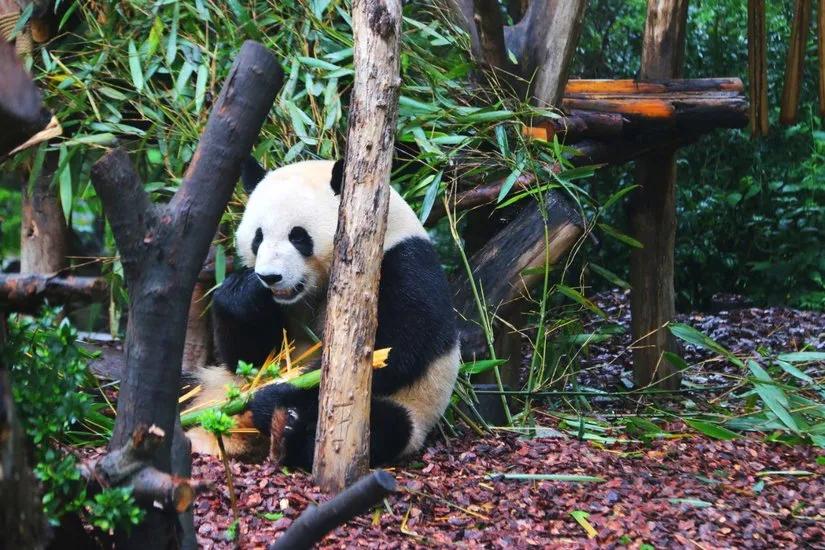 贡嘎山的徒步,贡嘎雪山大环线徒步游记
