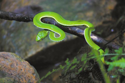 故事：邢东原创故事2：《荷仙》（发表于《民间故事选刊》2020年3月上）