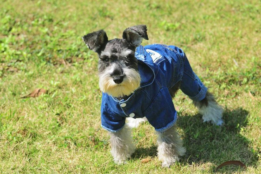 家里有小孩适合养什么小型犬,好养不吵不掉毛无异味的小型犬