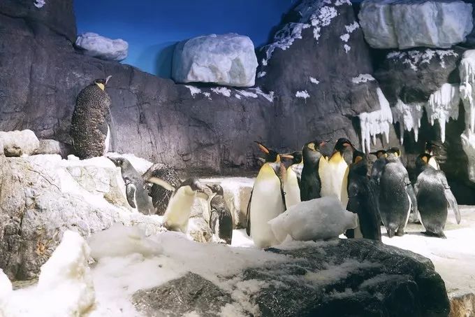 不一样的大阪三日游，瑠璃一束光，值得一来再来