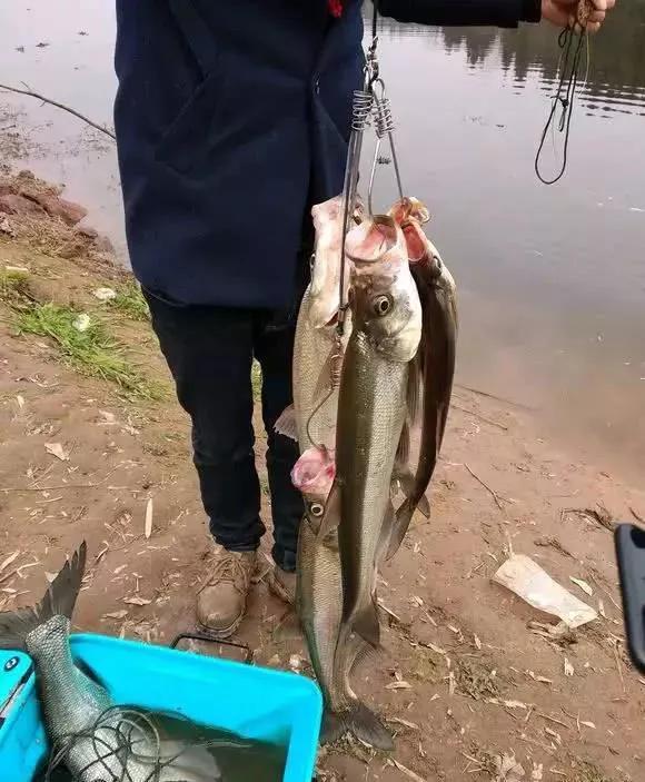 饱受争议的泥鳅钓鱼,为什么不准使用泥鳅钓法