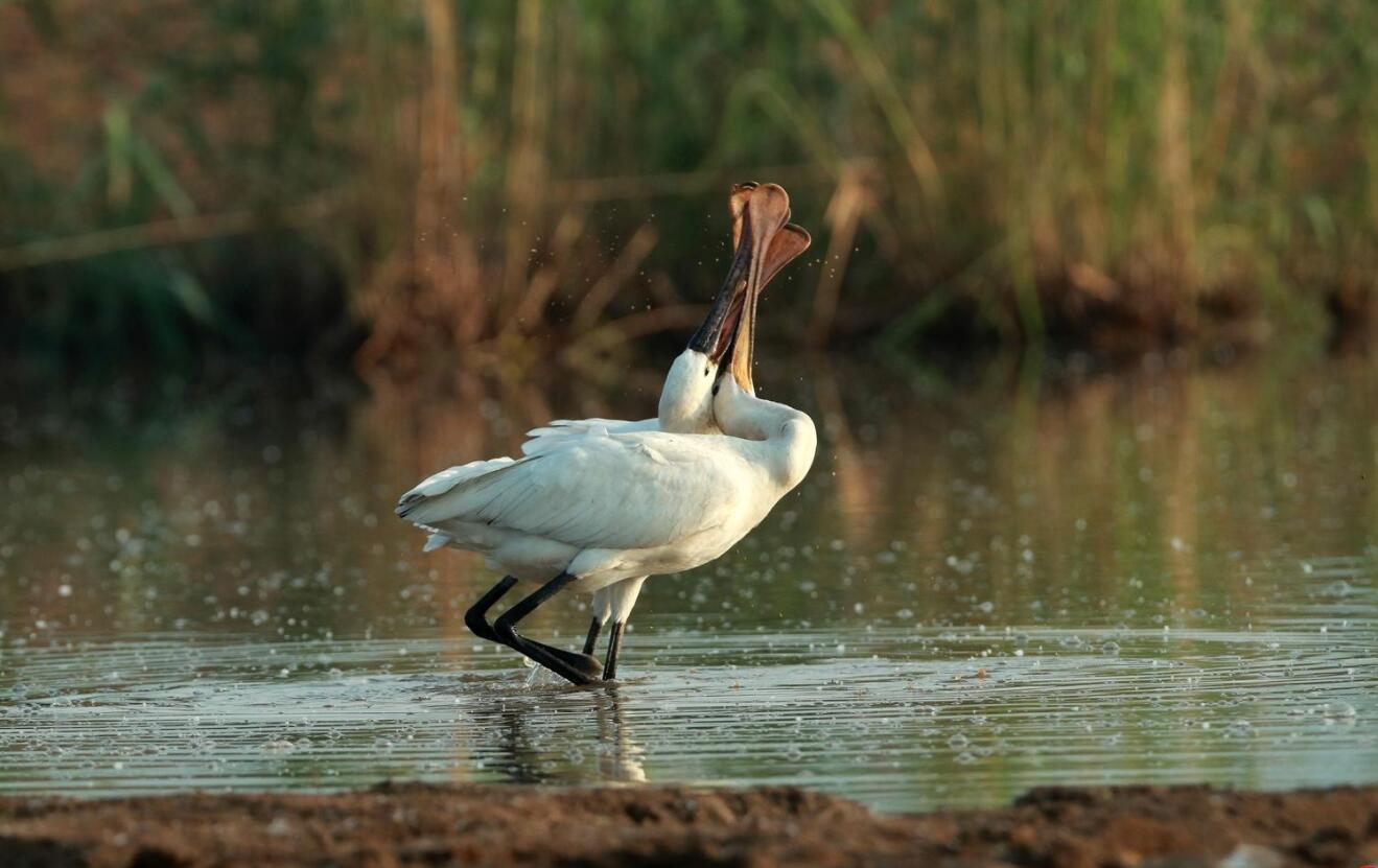 全球十大濒危物种,2024年国家珍贵濒危鸟类