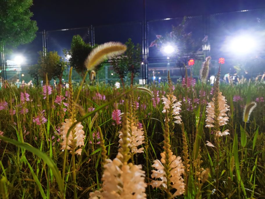 乐陵博雅公园位置,乐陵博雅公园规划图