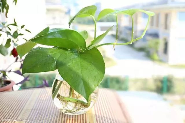 关于甲醛的几大误区你中了几个,教你四招轻松解决甲醛问题