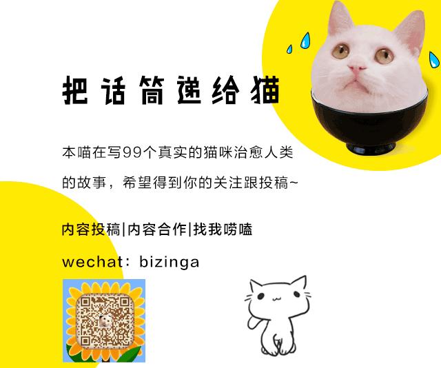 兔耳朵猫：我那么努力，就是为了能跟你永远在一起