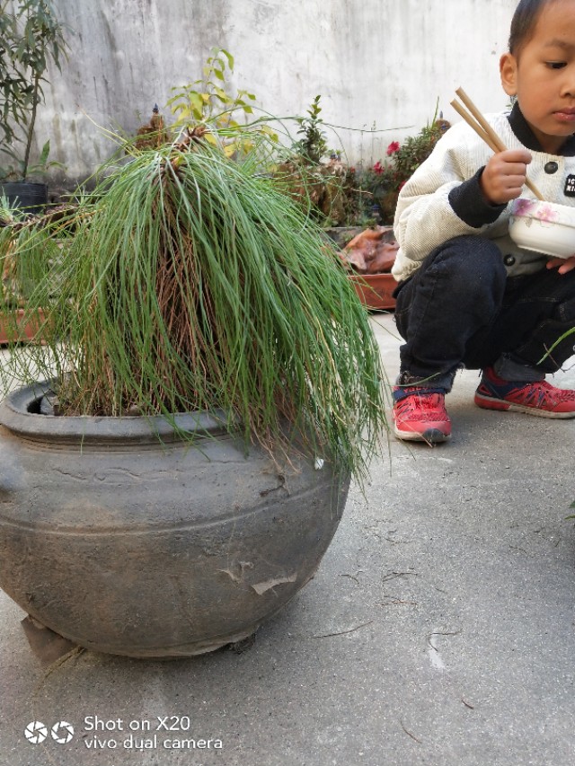 马尾松树桩怎么栽培,马尾松栽培用什么植料