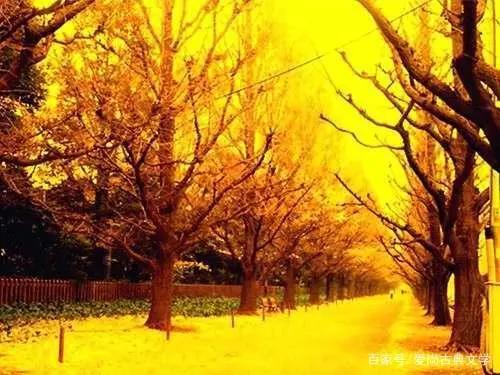 落叶的伤感视频,落叶的伤感名字