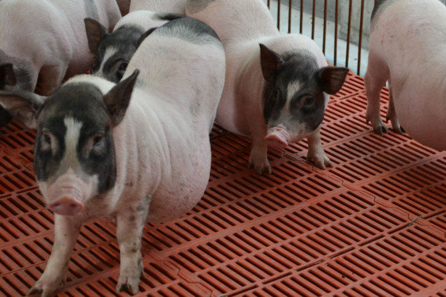 广西河池喀斯特风景,河池市环江毛南族自治县旅游景点