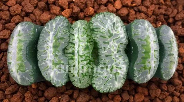 郭氏---台湾行之李瑞斌大棚及布楚礼多肉植物园游记