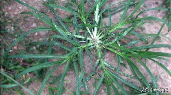 唑嘧磺草胺除草剂优点与缺点,恶唑酰草胺除草剂多长时间有效果