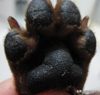 对于犬瘟热，铲屎官你需要知道这些！