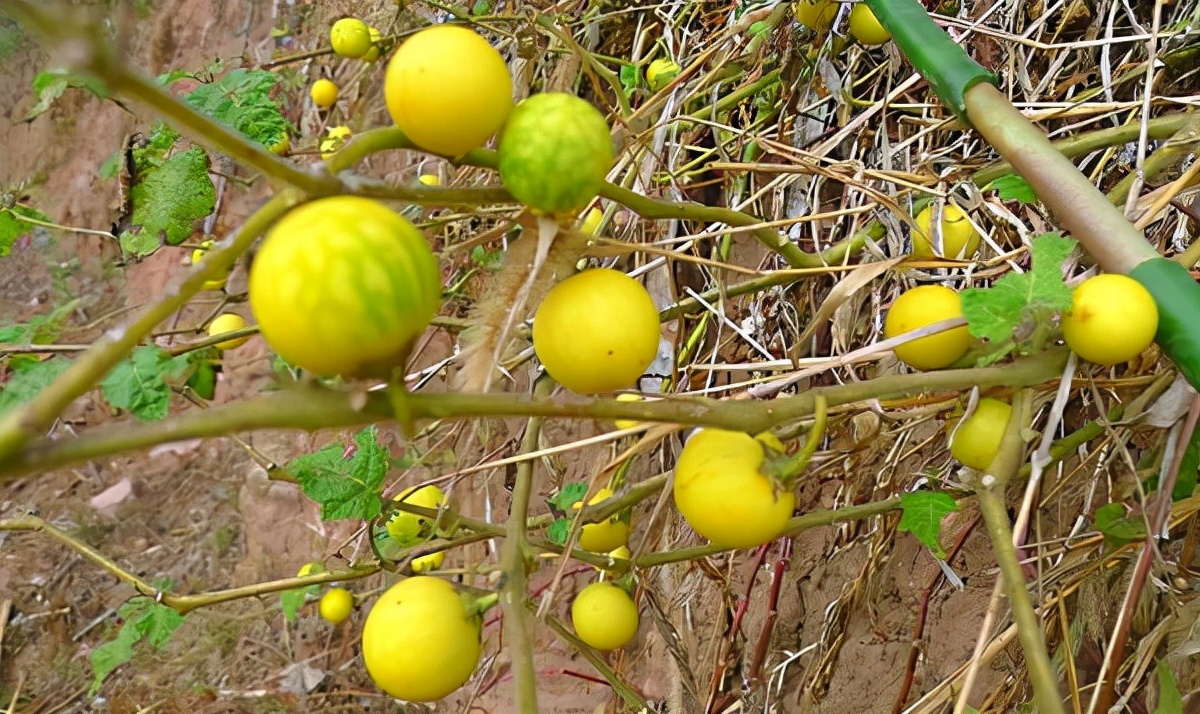 38种常见入侵植物花朵,38种疯狂的入侵植物