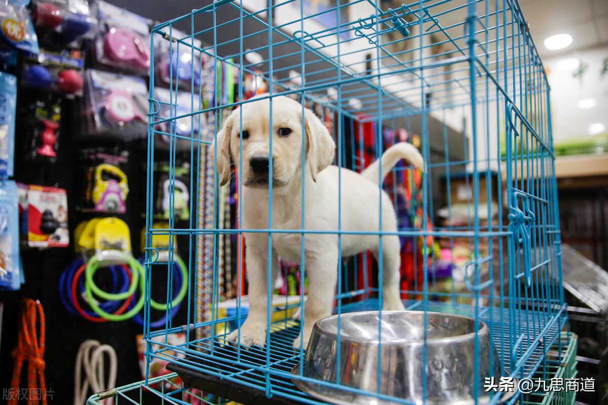 60后大叔开宠物店：推出充3000送3000返3000，14天吸引800名会员