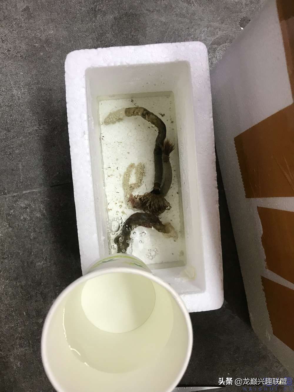 从零开始玩海缸的方法,从零开始玩海缸全过程