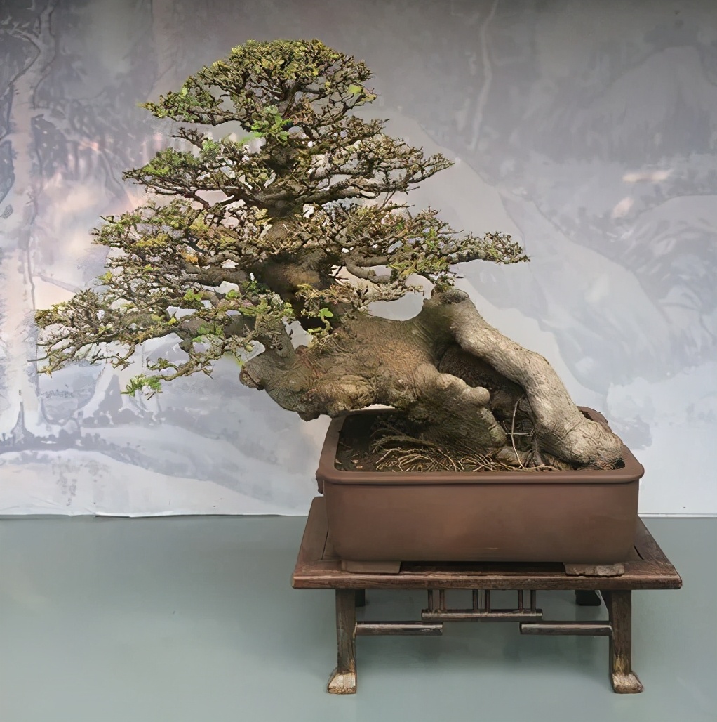 盆景素材十大排名 (什么盆景素材最好)