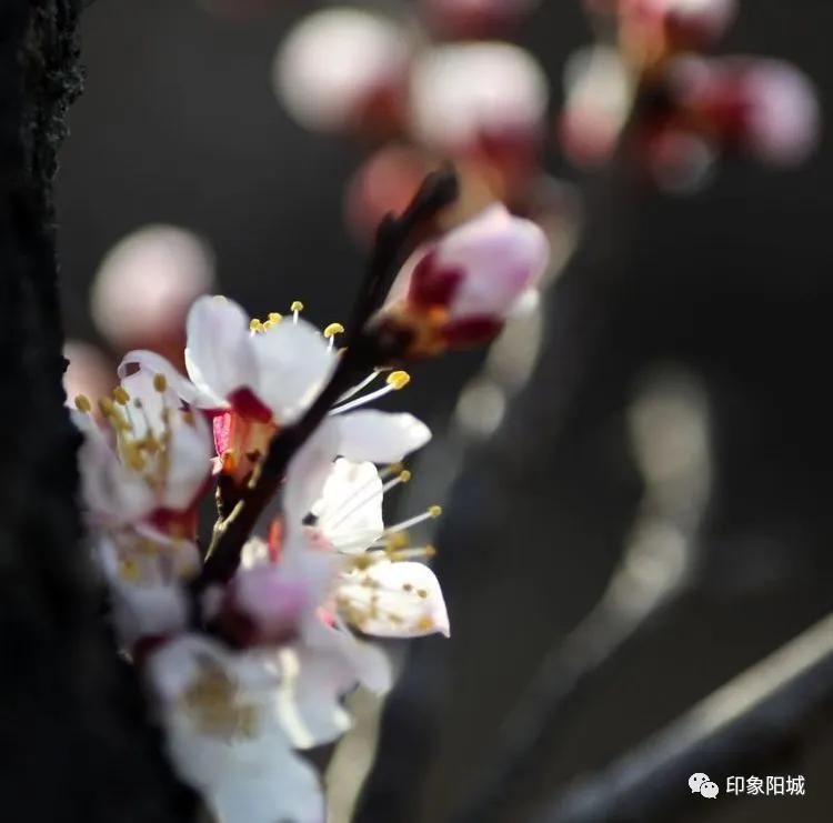 晋城哪里可以春游,晋城附近春游景点