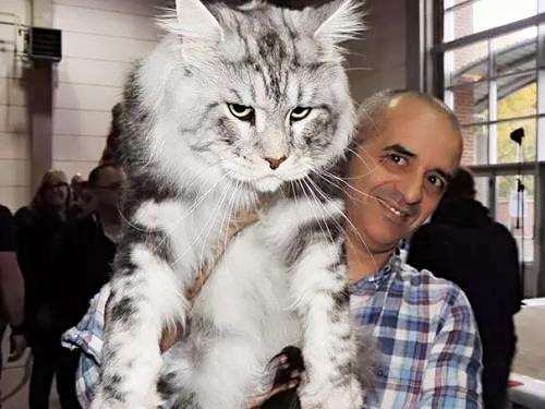 缅因猫小猫跟大猫一个价格吗,一只布偶猫一只缅因猫