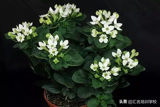 花艺十六种手法,流行花艺简单教学