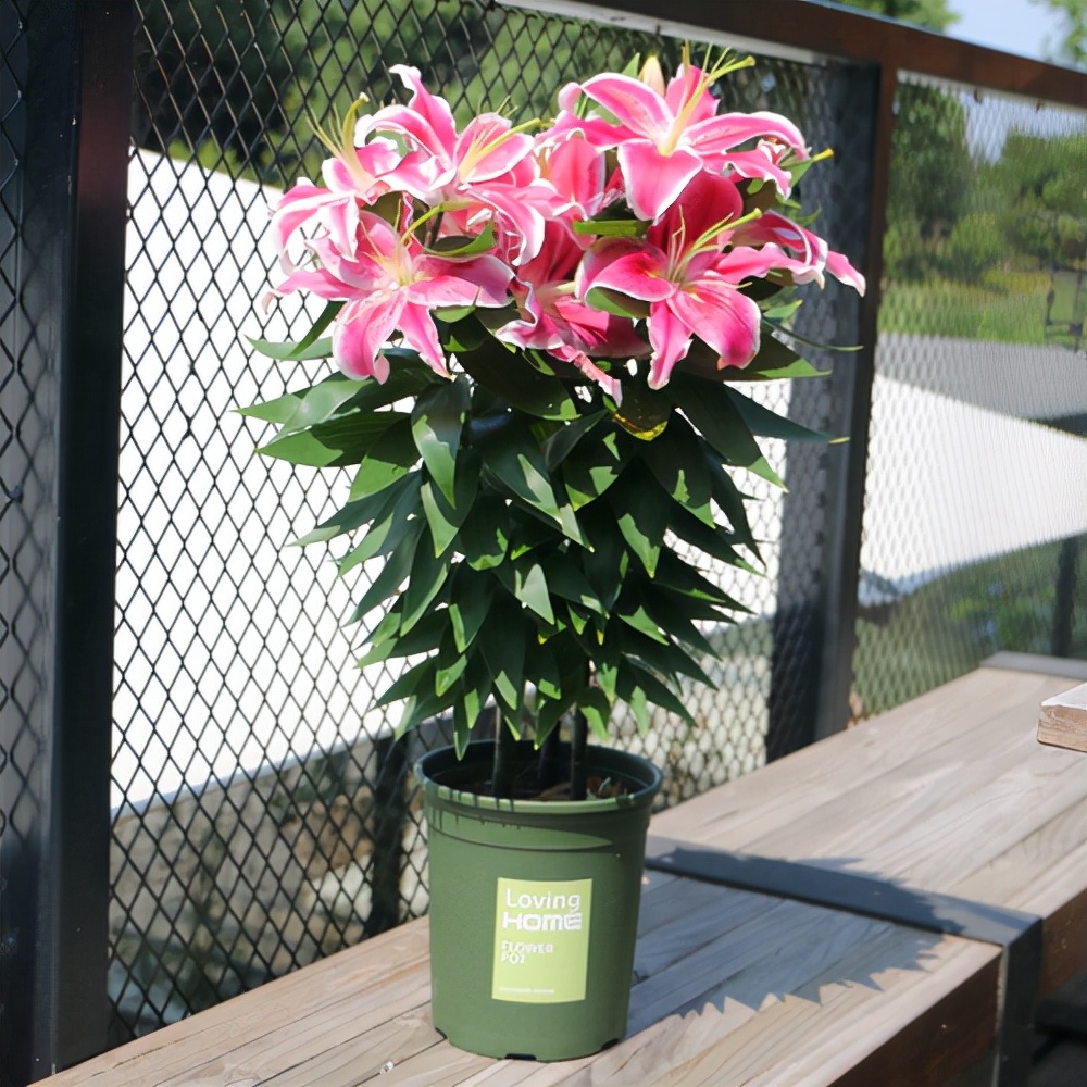 人养花一时养人一生,人养花同时花也养人