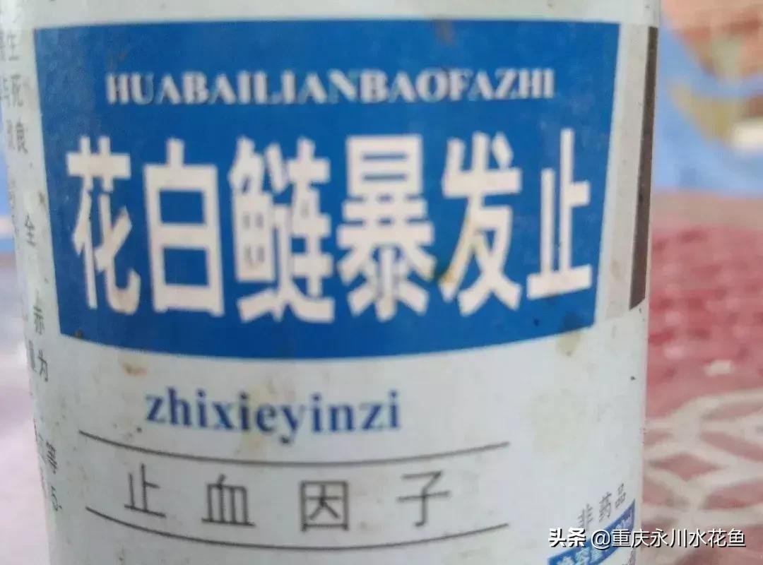 鲢鳙出血病防治方法,花白鲢败血症用什么药