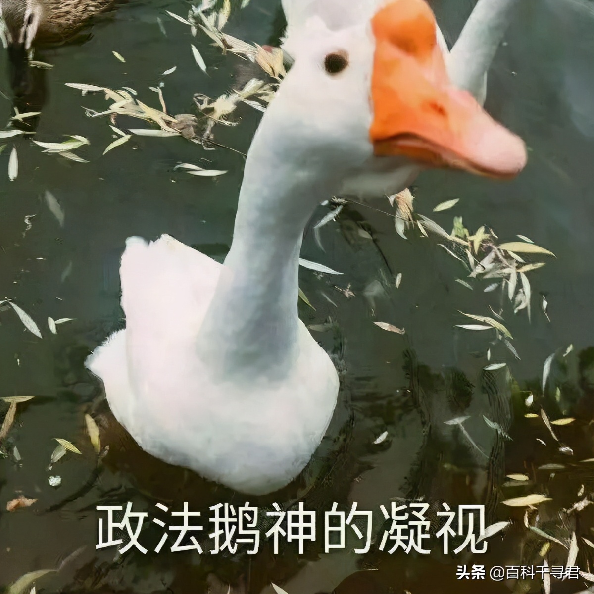 蛇怕鹅鸭粪,蛇怕鹅粪科学解释