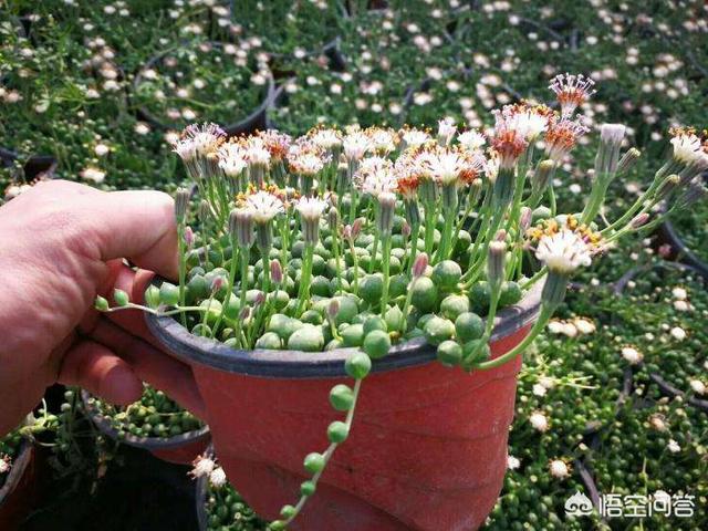 珍珠吊兰和佛珠吊兰图片,好养又好看的佛珠吊兰