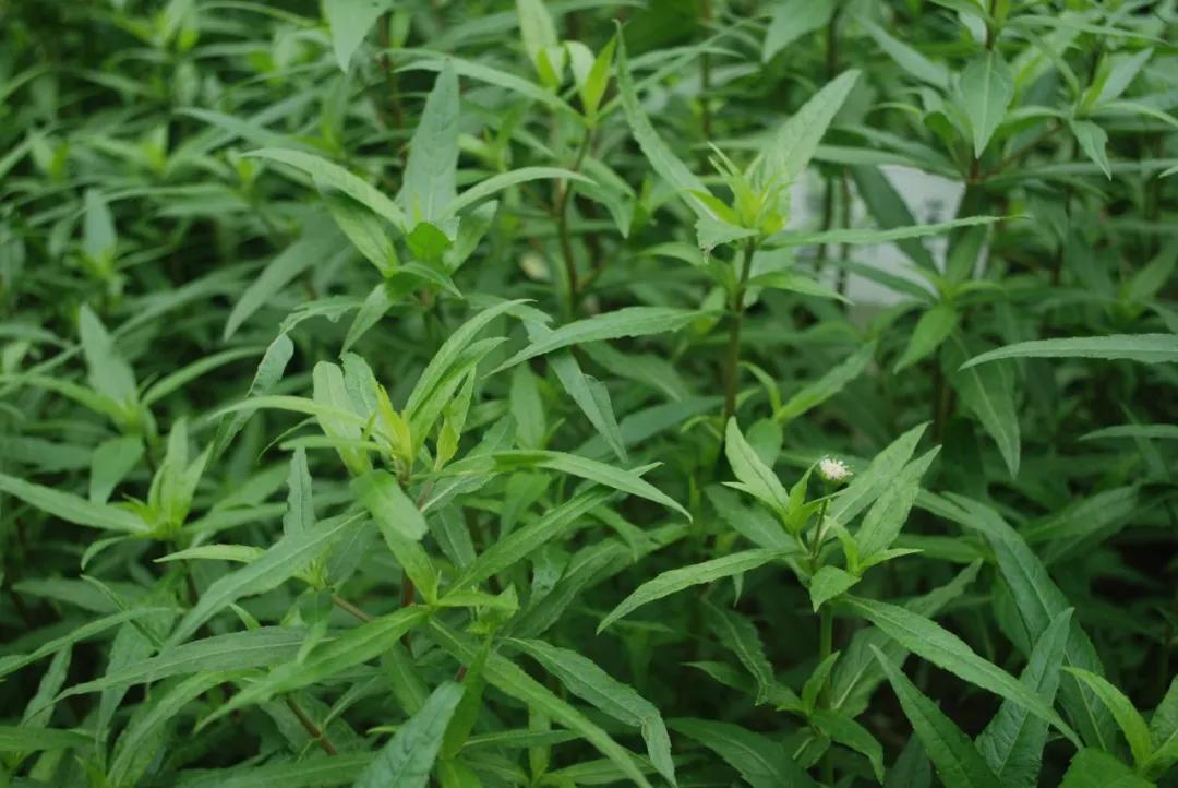 硬核整理!高清中药教材原植物彩*图色**谱(四期)