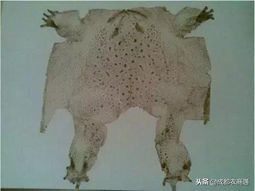 癞蛤蟆身上的白浆和皮是珍贵的中药材！一斤能卖上万元