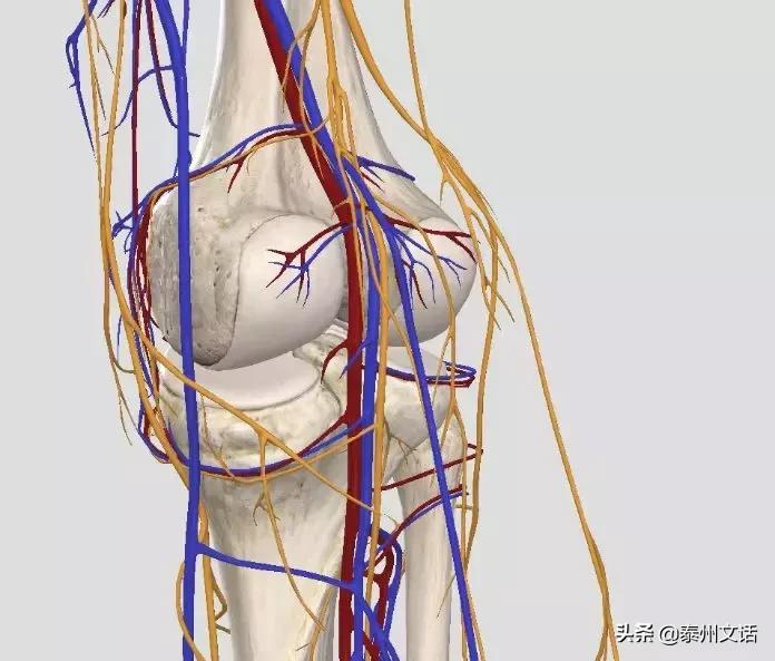 筋膜枪是什么,筋膜枪推荐排行榜前十名