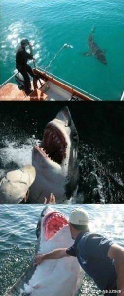 26张活久见的图片看完又涨知识了,42张照片大图