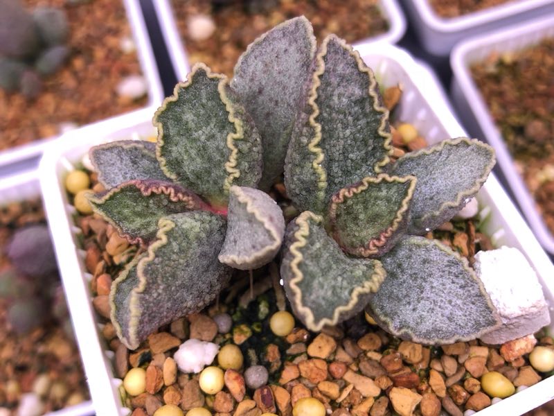 全部水泡类多肉,水泡多肉耐冻不