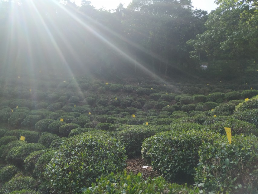 杭州西湖茶山游玩攻略,杭州西湖边游玩