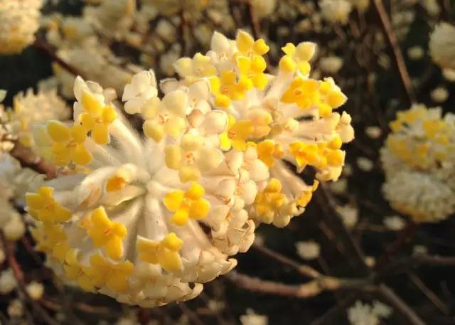 园林设计植物一览表图,神贴十大经典