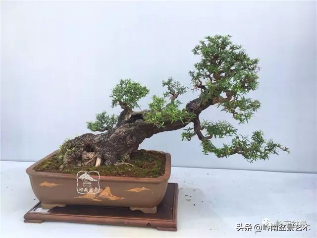 文人杂木盆景精品欣赏,可以做盆景的杂木图片大全