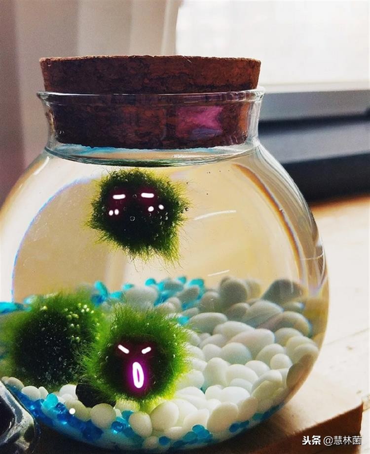 新兴萌宠动物,萌宠海藻球