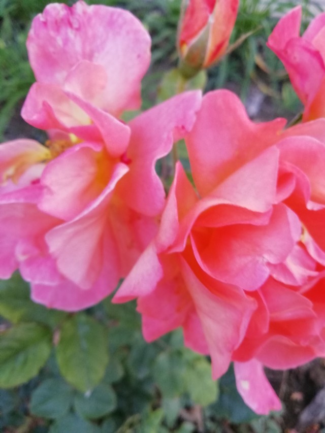 蓝颜知己是什么样的境界,蓝颜知己深度解析