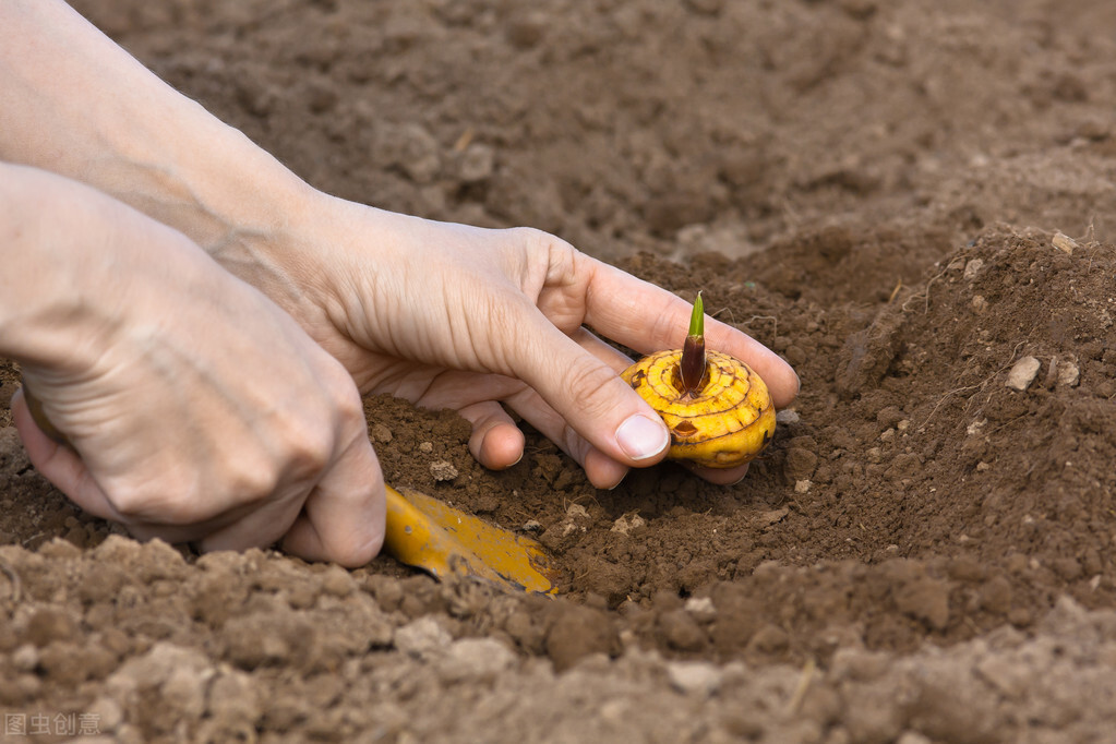 避免买花被坑,春天买花有什么坑