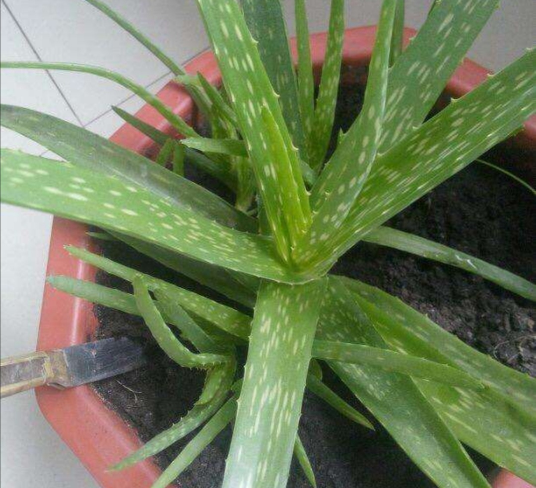 室内养净化空气效果最好的植物,适合室内摆放好养的植物