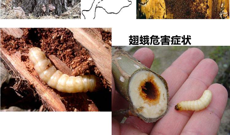 果树有钻心虫要怎么办,农民钻心虫