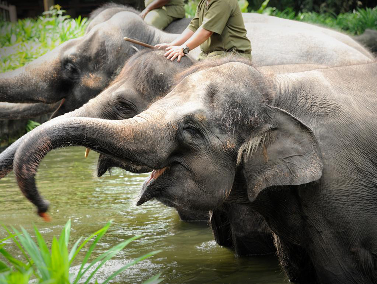 云南大象为什么往北迁徙,云南大象迁徙小象艰难爬出水沟