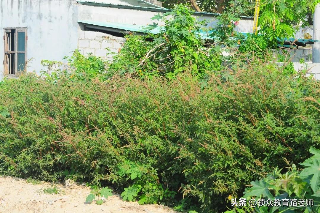 为了写文章我吃了霉苋菜梗,打算申请个工伤