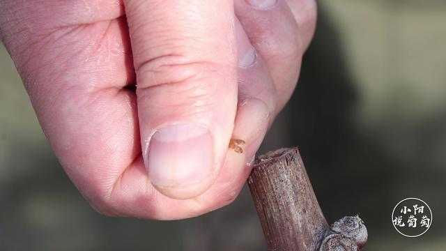 葡萄放裂前期怎么预防,葡萄流泪怎么办