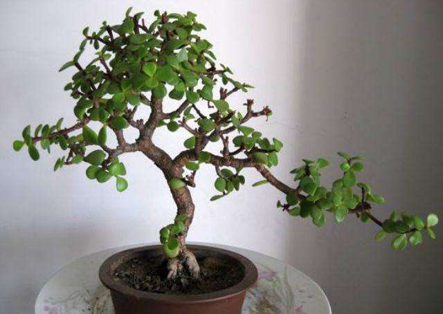 玉树怎么养才能开花多,玉树怎么养才会开花呢