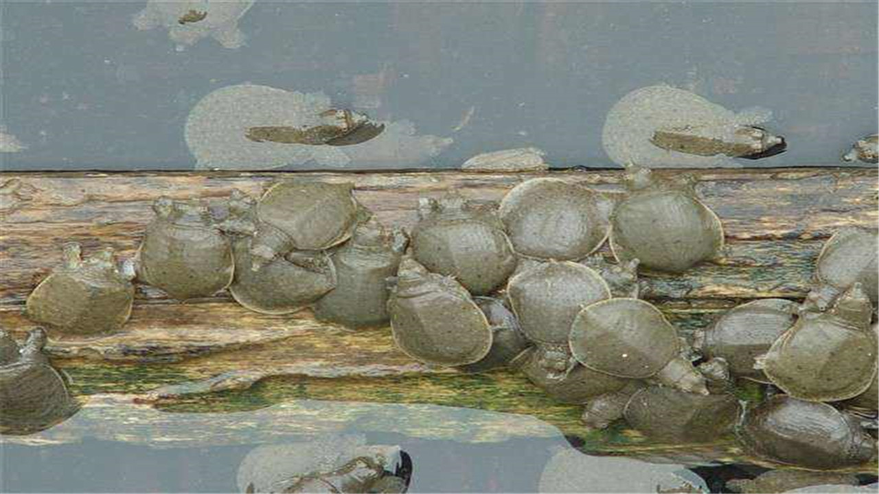 实用龟鳖养殖技术视频讲解,鳖鱼养殖技术视频