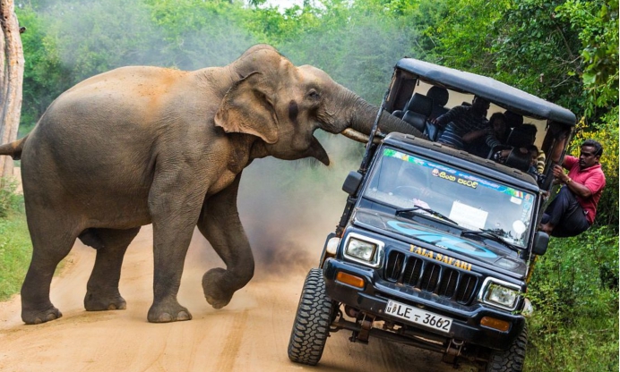 撞到野骆驼,开车撞上骆驼有多危险呢
