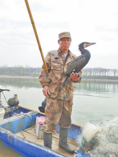 渔民鸬鹚捕鱼视频,鸬鹚渔民捕鱼视频