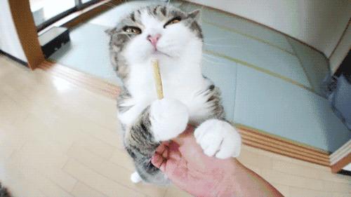 带猫小技巧,带猫都怎么出行