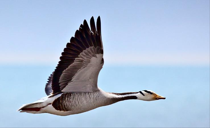 东江揽胜,惠州淡水常见鸟类图谱